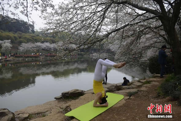 南宮28長(zhǎng)沙百位瑜伽達(dá)人櫻花樹(shù)下秀身段(8)(圖6)